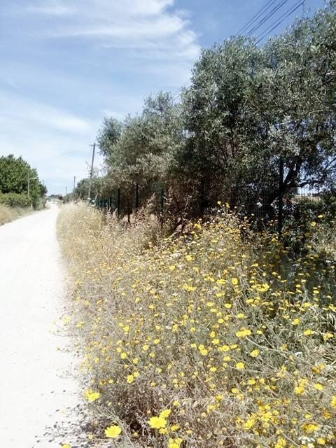 Preservar as flores silvestres